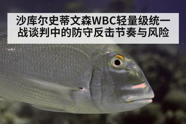 沙库尔史蒂文森WBC轻量级统一战谈判中的防守反击节奏与风险